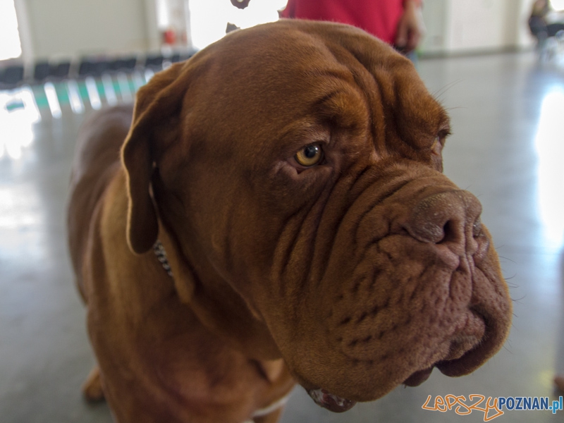 Międzynarodowa Wystawa Psów Rasowych Foto: lepszyPOZNAN.pl / Piotr Rychter Międzynarodowa Wystawa Psów Rasowych Foto: lepszyPOZNAN.pl / Piotr Rychter