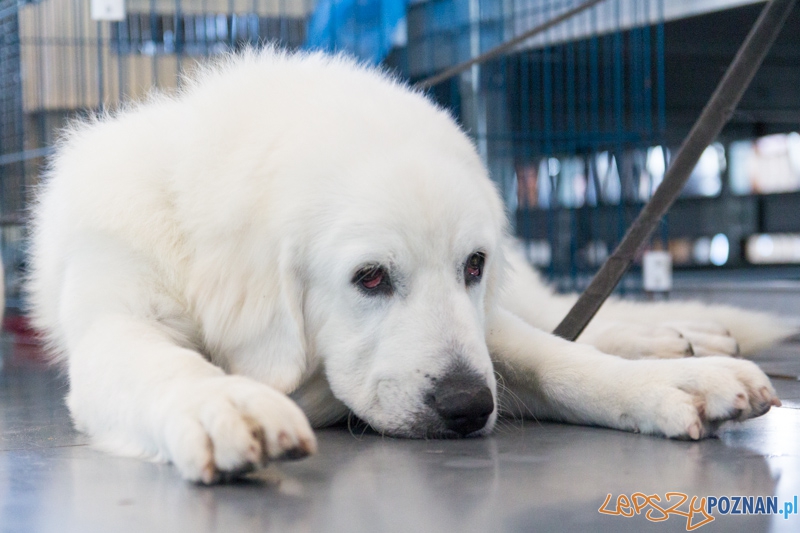 Międzynarodowa Wystawa Psów Rasowych Foto: lepszyPOZNAN.pl / Piotr Rychter Międzynarodowa Wystawa Psów Rasowych Foto: lepszyPOZNAN.pl / Piotr Rychter