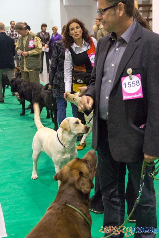 Międzynarodowa Wystawa Psów Rasowych Foto: lepszyPOZNAN.pl / Piotr Rychter Międzynarodowa Wystawa Psów Rasowych Foto: lepszyPOZNAN.pl / Piotr Rychter