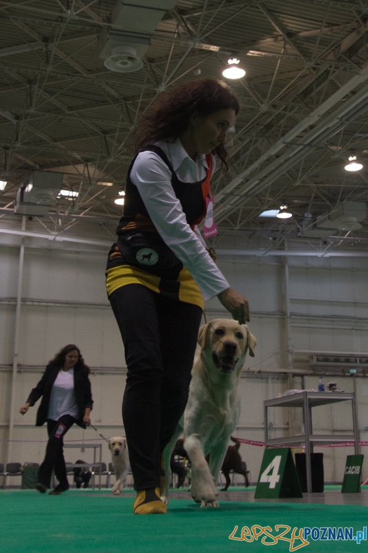 Międzynarodowa Wystawa Psów Rasowych Foto: lepszyPOZNAN.pl / Piotr Rychter Międzynarodowa Wystawa Psów Rasowych Foto: lepszyPOZNAN.pl / Piotr Rychter