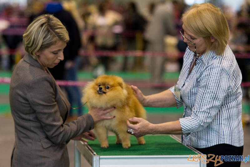 Międzynarodowa Wystawa Psów Rasowych Foto: lepszyPOZNAN.pl / Piotr Rychter Międzynarodowa Wystawa Psów Rasowych Foto: lepszyPOZNAN.pl / Piotr Rychter