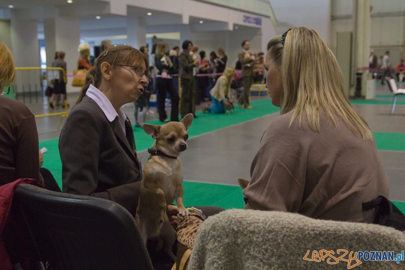 Międzynarodowa Wystawa Psów Rasowych Foto: lepszyPOZNAN.pl / Piotr Rychter Międzynarodowa Wystawa Psów Rasowych Foto: lepszyPOZNAN.pl / Piotr Rychter