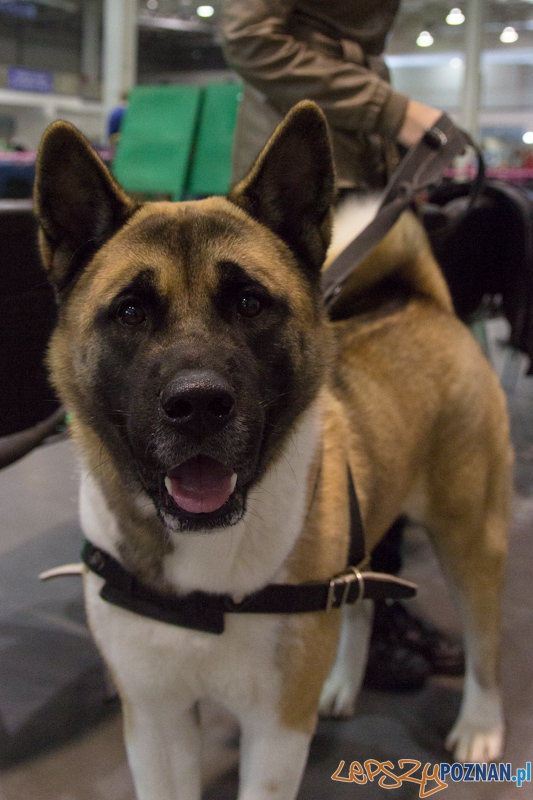 Międzynarodowa Wystawa Psów Rasowych Foto: lepszyPOZNAN.pl / Piotr Rychter Międzynarodowa Wystawa Psów Rasowych Foto: lepszyPOZNAN.pl / Piotr Rychter