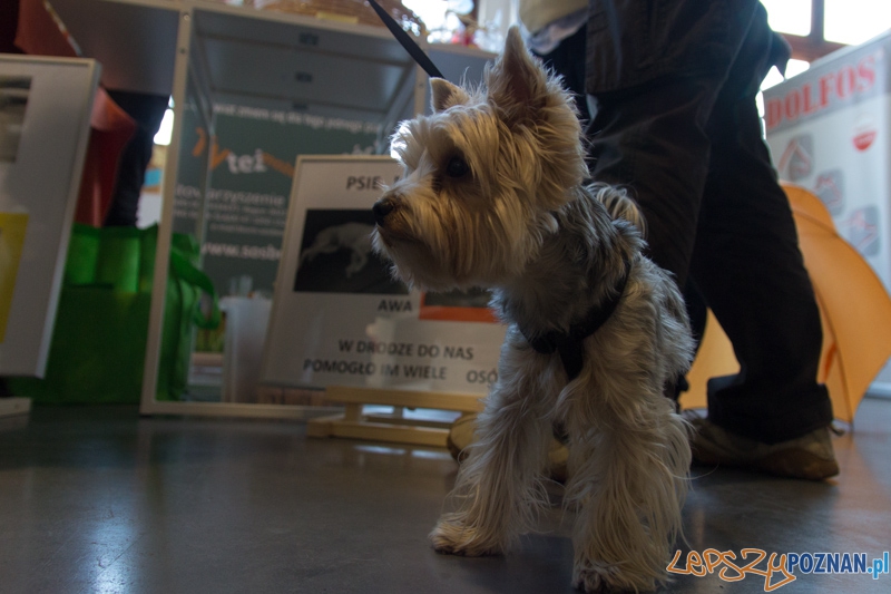 Międzynarodowa Wystawa Psów Rasowych Foto: lepszyPOZNAN.pl / Piotr Rychter Międzynarodowa Wystawa Psów Rasowych Foto: lepszyPOZNAN.pl / Piotr Rychter