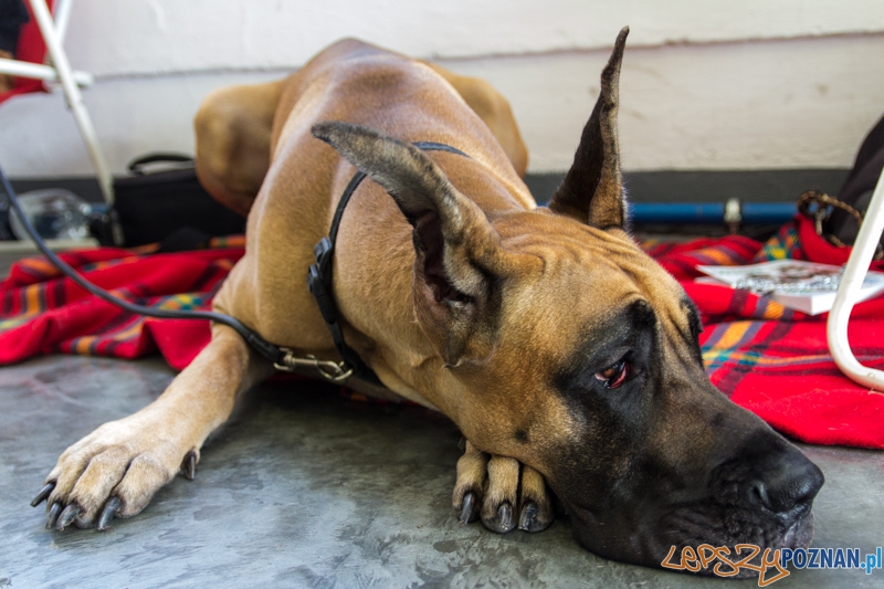 Międzynarodowa Wystawa Psów Rasowych Foto: lepszyPOZNAN.pl / Piotr Rychter Międzynarodowa Wystawa Psów Rasowych Foto: lepszyPOZNAN.pl / Piotr Rychter