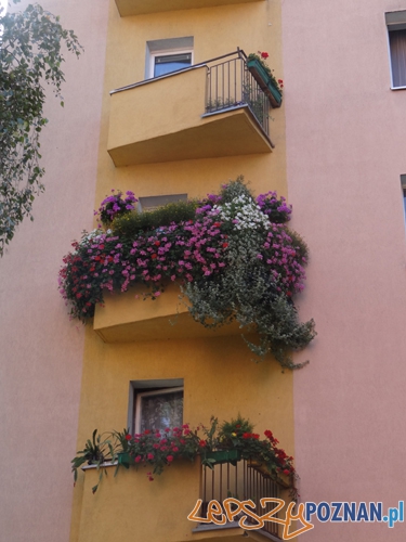 I miejsce balkony - 1. Janina Jurdzińska, ul. Warszawska (Rada Osiedla Warszawskie-Pomet-Maltańskie) Foto: I miejsce balkony - 1. Janina Jurdzińska, ul. Warszawska (Rada Osiedla Warszawskie-Pomet-Maltańskie) Foto: