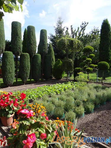 I miejsce działki ROD - 1. Bogumiła i Aleksander Baraniak, ROD im. 2 Armii Wojska Polskiego Foto: I miejsce działki ROD - 1. Bogumiła i Aleksander Baraniak, ROD im. 2 Armii Wojska Polskiego Foto: