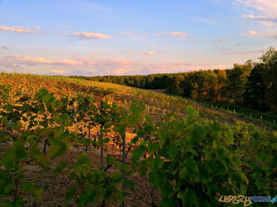 Winnice w Mierzęcinie  Foto: TD