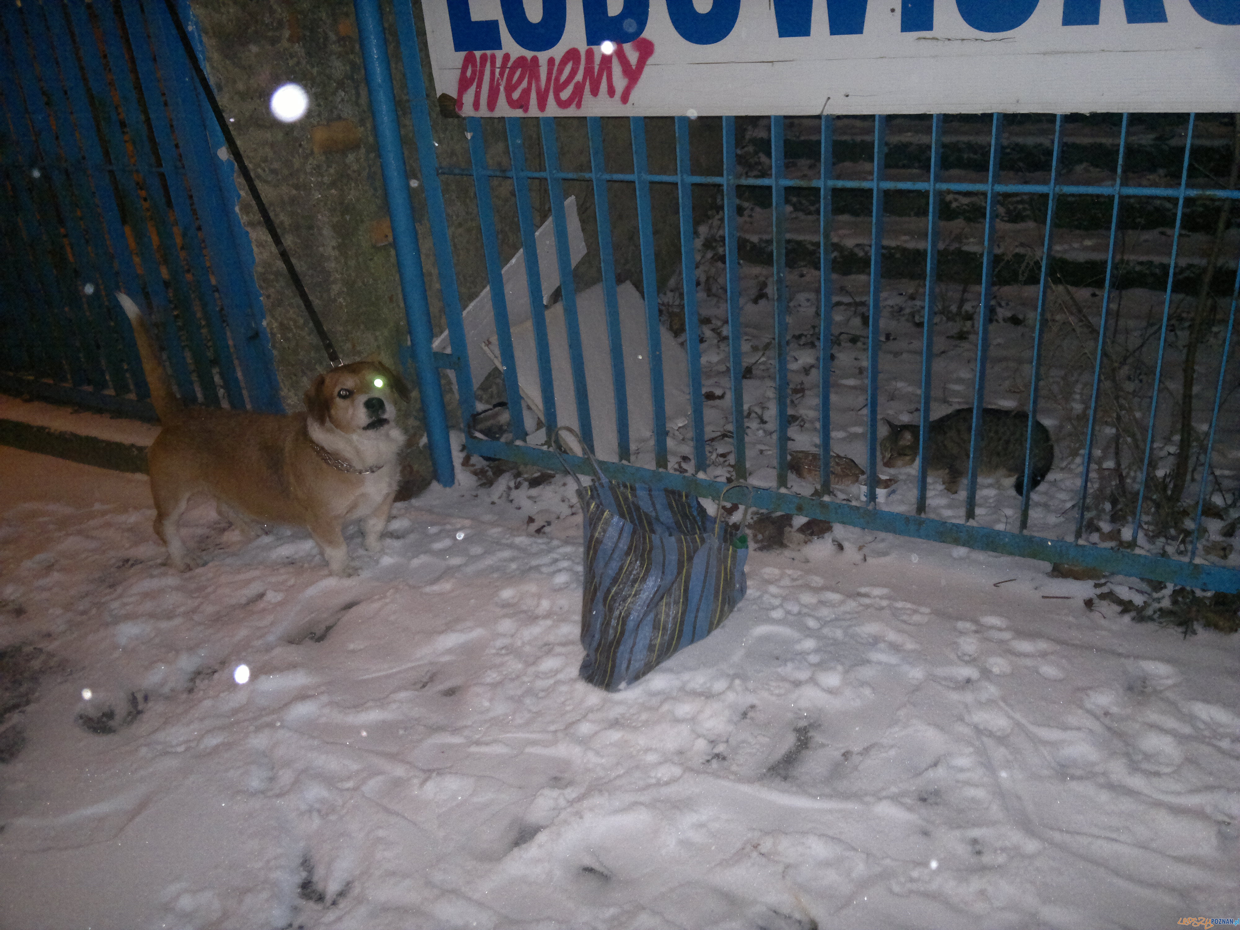 2012-12-23-2430 Foto: 2012-12-23-2430 Foto: