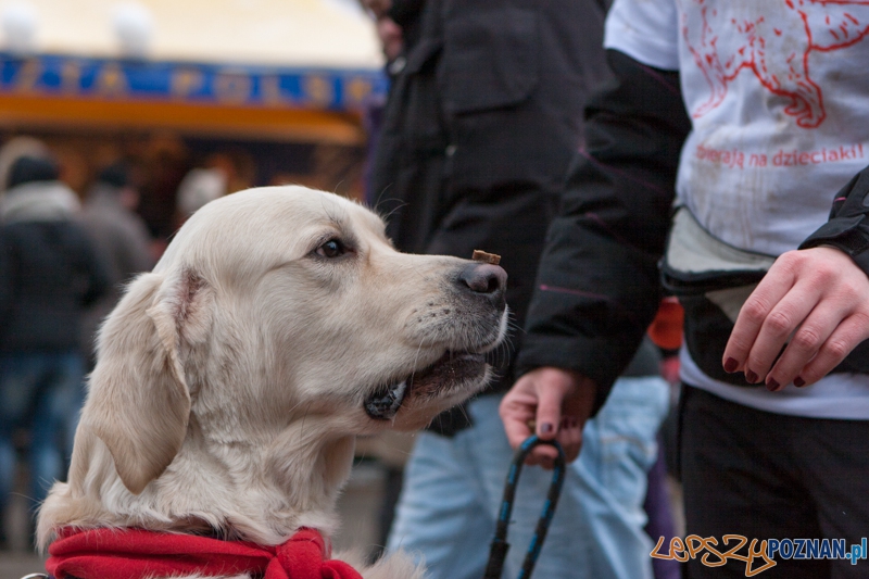 XXI Finał Wielkiej Orkiestry Świątecznej Pomocy - Poznań 13.01.2013 r. Foto: LepszyPOZNAN.pl / Paweł Rychter XXI Finał Wielkiej Orkiestry Świątecznej Pomocy - Poznań 13.01.2013 r. Foto: LepszyPOZNAN.pl / Paweł Rychter