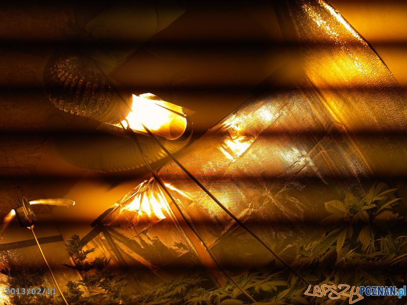 Nielegalna plantacja konopi indyjskich Foto: materiały KW Policji w Poznaniu Nielegalna plantacja konopi indyjskich Foto: materiały KW Policji w Poznaniu