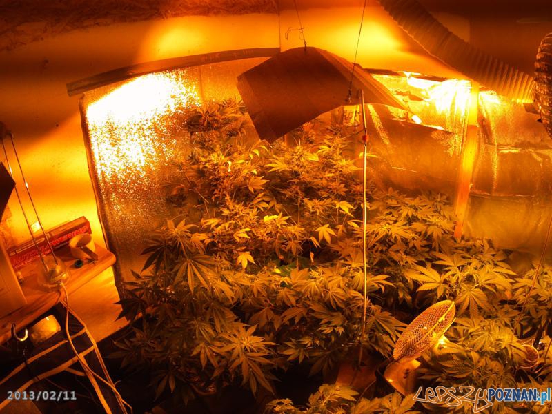 Plantacja konopi indyjckich Foto: materiały KW Policji w Poznaniu Plantacja konopi indyjckich Foto: materiały KW Policji w Poznaniu