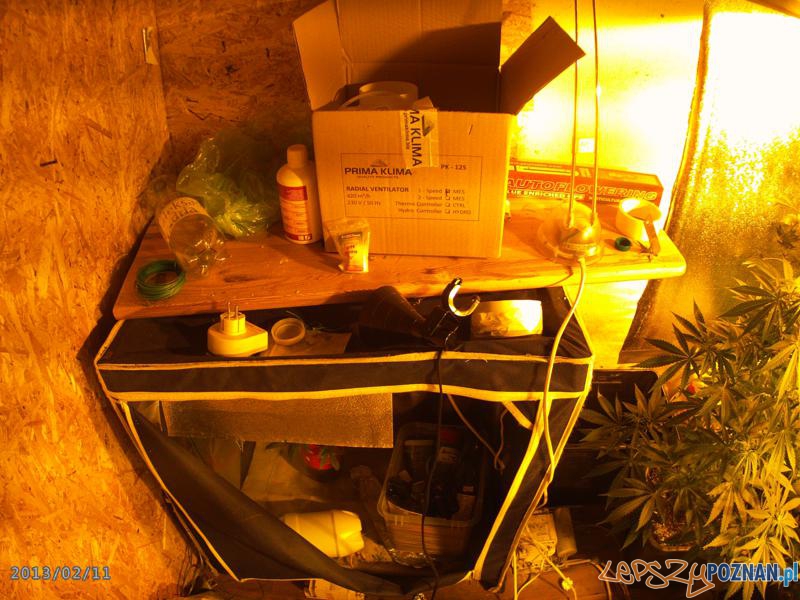 Policja zatrzymała studenta plantatora Foto: materiały KW Policji w Poznaniu Policja zatrzymała studenta plantatora Foto: materiały KW Policji w Poznaniu