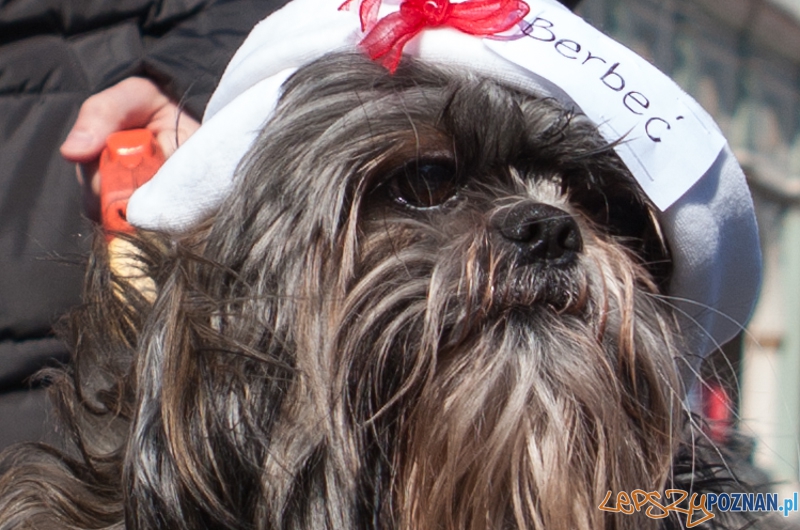 Parada Przyjaciół - 23.03.2013 r. Foto: LepszyPOZNAN.pl / Paweł Rychter Parada Przyjaciół - 23.03.2013 r. Foto: LepszyPOZNAN.pl / Paweł Rychter