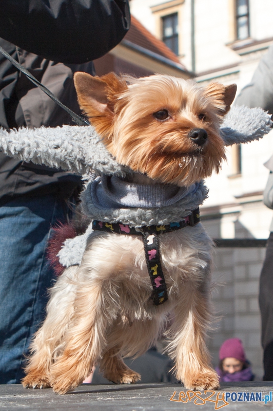Parada Przyjaciół - 23.03.2013 r. Foto: LepszyPOZNAN.pl / Paweł Rychter Parada Przyjaciół - 23.03.2013 r. Foto: LepszyPOZNAN.pl / Paweł Rychter