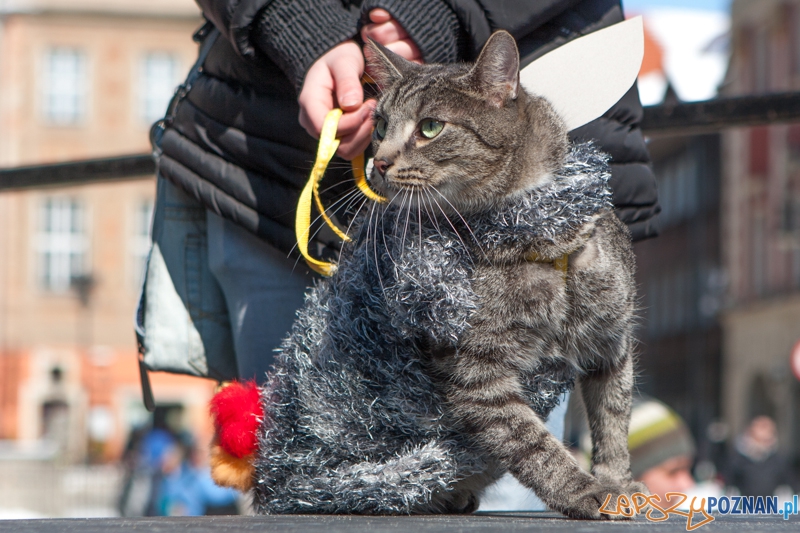 Parada Przyjaciół - 23.03.2013 r. Foto: LepszyPOZNAN.pl / Paweł Rychter Parada Przyjaciół - 23.03.2013 r. Foto: LepszyPOZNAN.pl / Paweł Rychter