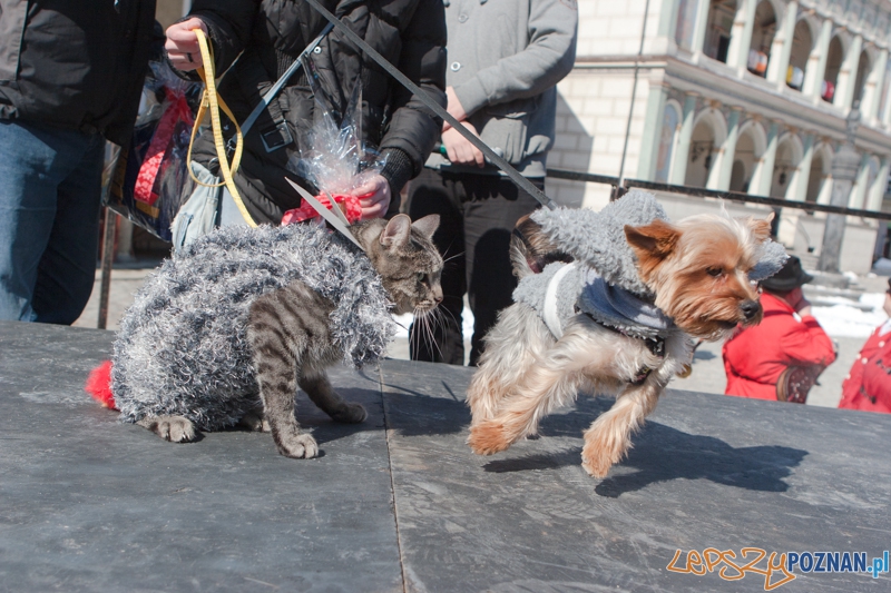 Parada Przyjaciół - 23.03.2013 r. Foto: LepszyPOZNAN.pl / Paweł Rychter Parada Przyjaciół - 23.03.2013 r. Foto: LepszyPOZNAN.pl / Paweł Rychter