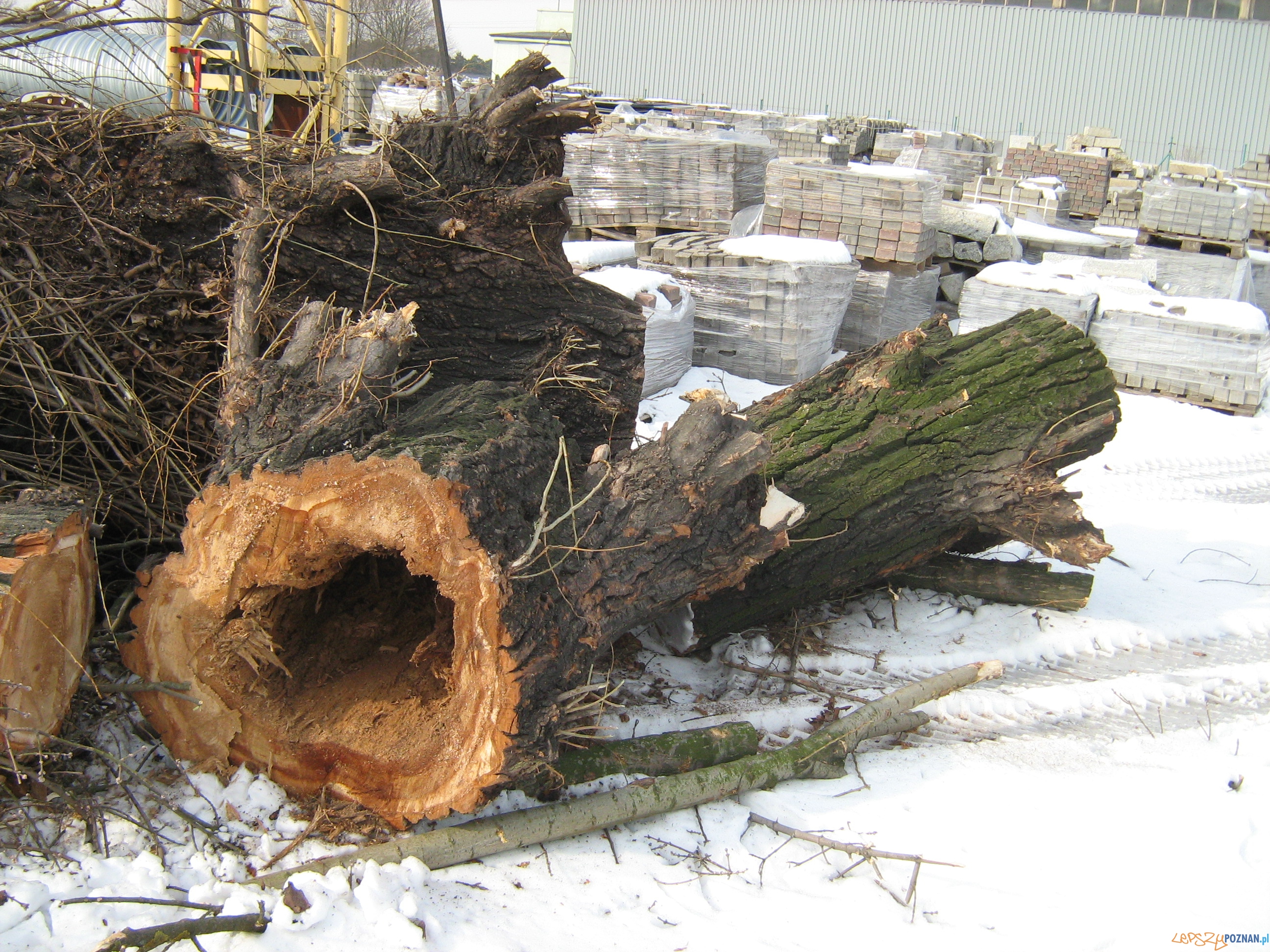 Wycinka drzew na Taczaka  Foto: ZDM