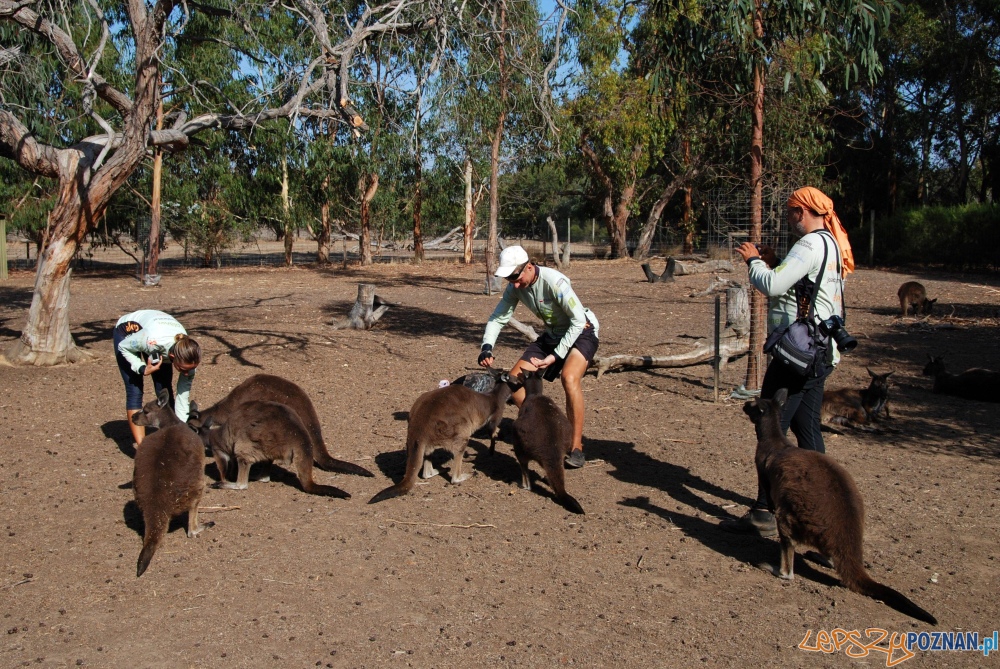 Poznajcie kangury! Parndana-Penneshaw Foto: materiały all for planet Poznajcie kangury! Parndana-Penneshaw Foto: materiały all for planet