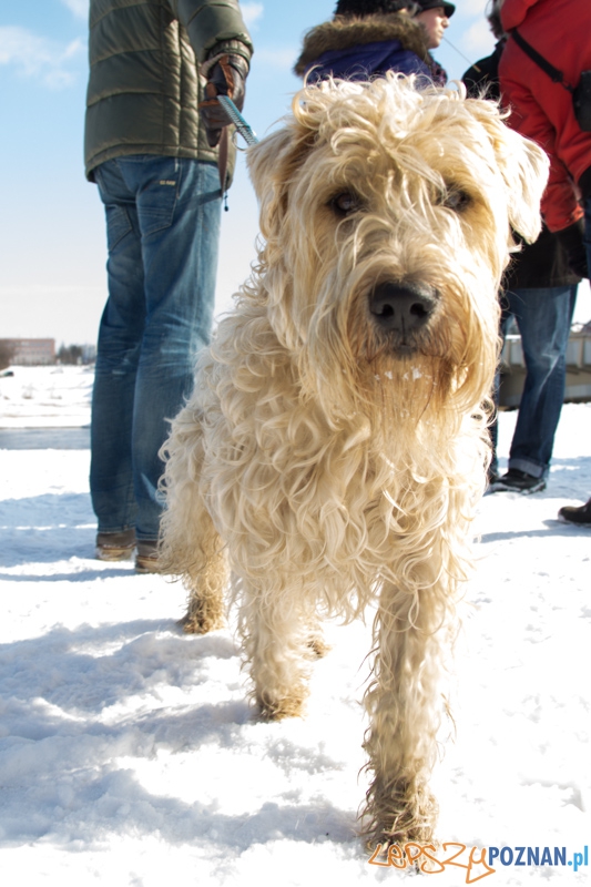 Pogrzeb Zimy 2013 Foto: lepszyPOZNAN.pl / Piotr Rychter Pogrzeb Zimy 2013 Foto: lepszyPOZNAN.pl / Piotr Rychter
