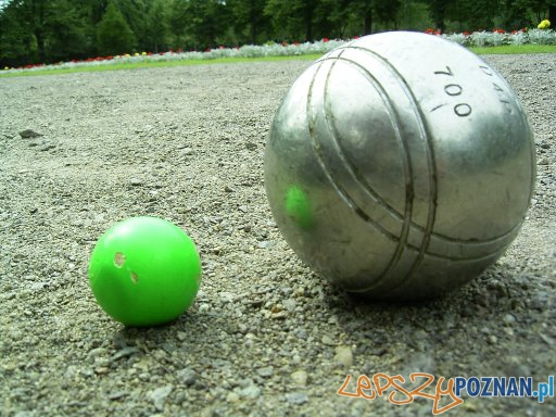 Boule - świnka po lewej i bula  Foto: wikipedia