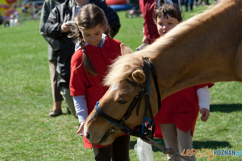 Rodzinny Festyn Kawaleryjski na Cytadeli - Dni Ułana Foto: lepszyPOZNAN.pl / Ewelina Gutowska Rodzinny Festyn Kawaleryjski na Cytadeli - Dni Ułana Foto: lepszyPOZNAN.pl / Ewelina Gutowska