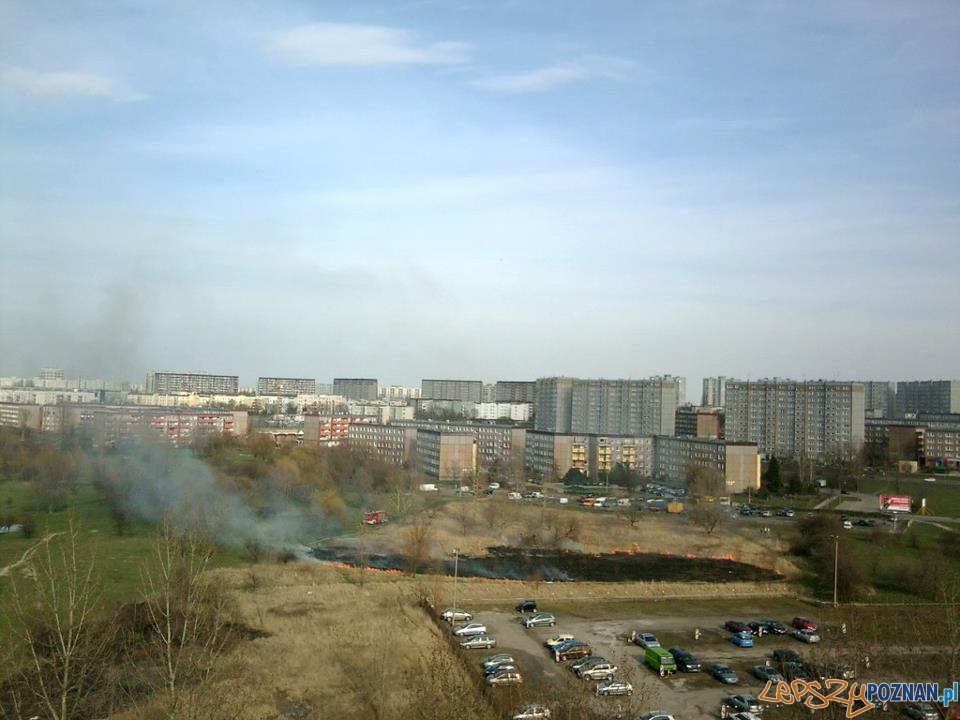 Paląca się trawa na Ratajach - Poznań 18.04.2013 r.  Foto: lepszyPOZNAN.pl