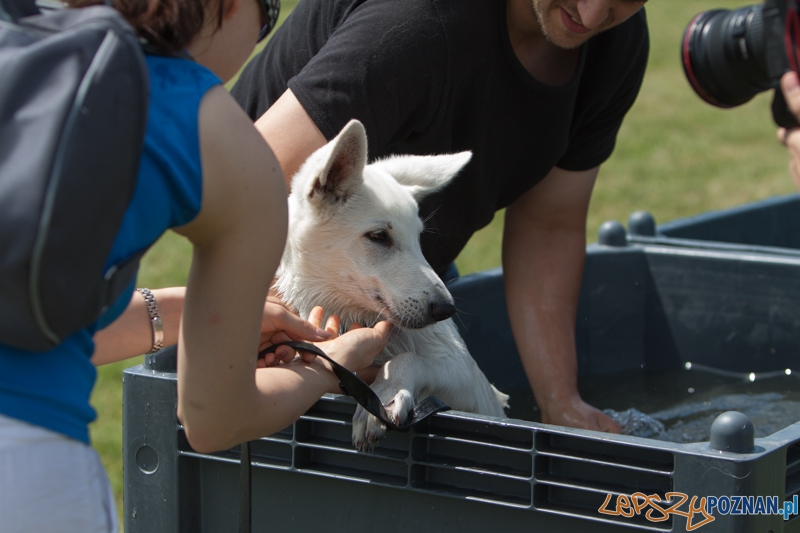 Dog Chow Disc Cup 2013 - Poznań 23.06.2013 r. Foto: LepszyPOZNAN.pl / Paweł Rychter Dog Chow Disc Cup 2013 - Poznań 23.06.2013 r. Foto: LepszyPOZNAN.pl / Paweł Rychter