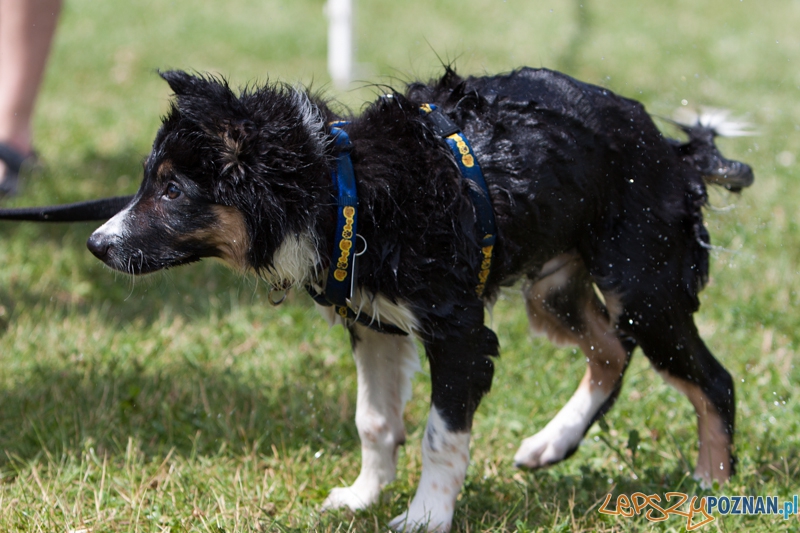 Dog Chow Disc Cup 2013 - Poznań 23.06.2013 r. Foto: LepszyPOZNAN.pl / Paweł Rychter Dog Chow Disc Cup 2013 - Poznań 23.06.2013 r. Foto: LepszyPOZNAN.pl / Paweł Rychter