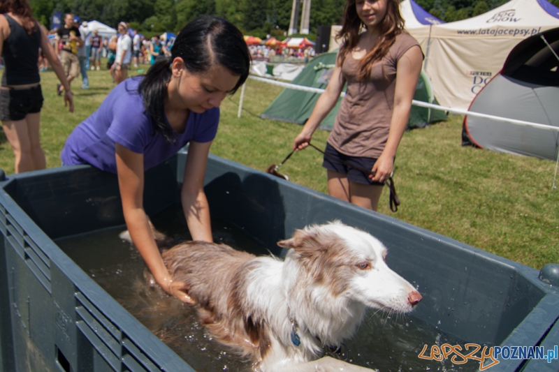 Dog Chow Disc Cup 2013 - Poznań 23.06.2013 r. Foto: LepszyPOZNAN.pl / Paweł Rychter Dog Chow Disc Cup 2013 - Poznań 23.06.2013 r. Foto: LepszyPOZNAN.pl / Paweł Rychter