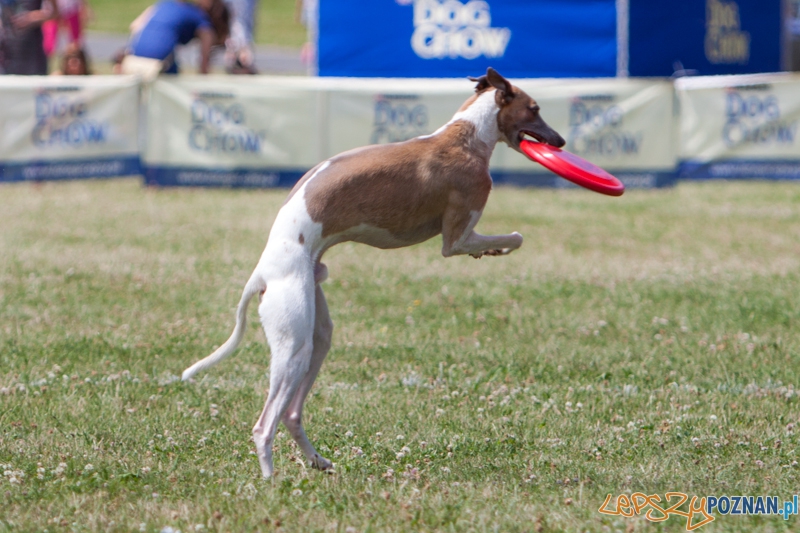 Dog Chow Disc Cup 2013 - Poznań 23.06.2013 r. Foto: LepszyPOZNAN.pl / Paweł Rychter Dog Chow Disc Cup 2013 - Poznań 23.06.2013 r. Foto: LepszyPOZNAN.pl / Paweł Rychter