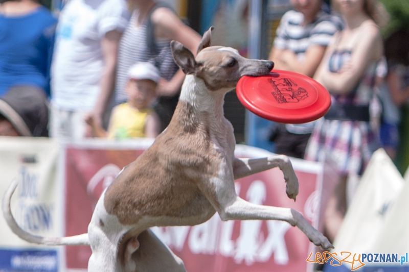 Dog Chow Disc Cup 2013 - PoznaÅ 23.06.2013 r. Foto: LepszyPOZNAN.pl / PaweÅ Rychter Dog Chow Disc Cup 2013 - PoznaÅ 23.06.2013 r. Foto: LepszyPOZNAN.pl / PaweÅ Rychter