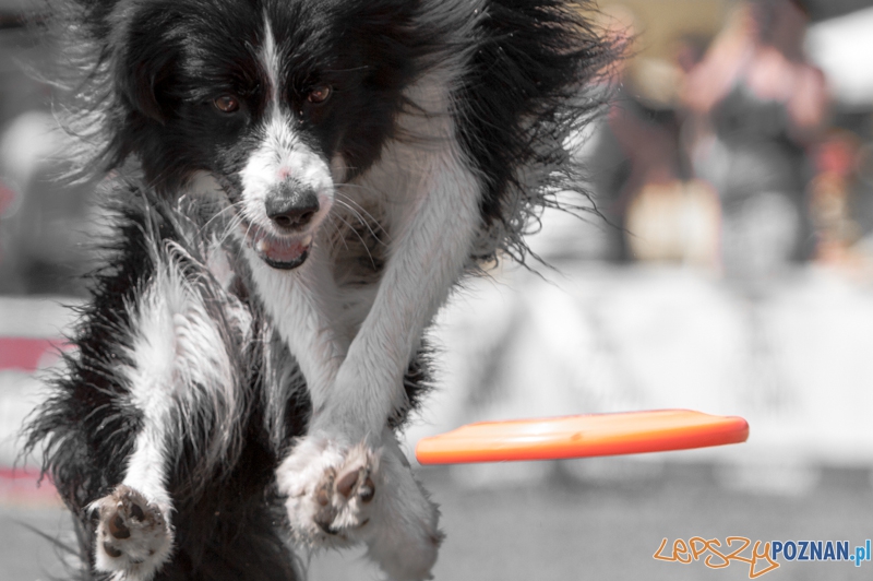 Dog Chow Disc Cup 2013 - Poznań 23.06.2013 r. Foto: LepszyPOZNAN.pl / Paweł Rychter Dog Chow Disc Cup 2013 - Poznań 23.06.2013 r. Foto: LepszyPOZNAN.pl / Paweł Rychter