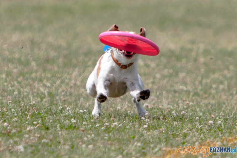 Dog Chow Disc Cup 2013 - Poznań 23.06.2013 r. Foto: LepszyPOZNAN.pl / Paweł Rychter Dog Chow Disc Cup 2013 - Poznań 23.06.2013 r. Foto: LepszyPOZNAN.pl / Paweł Rychter