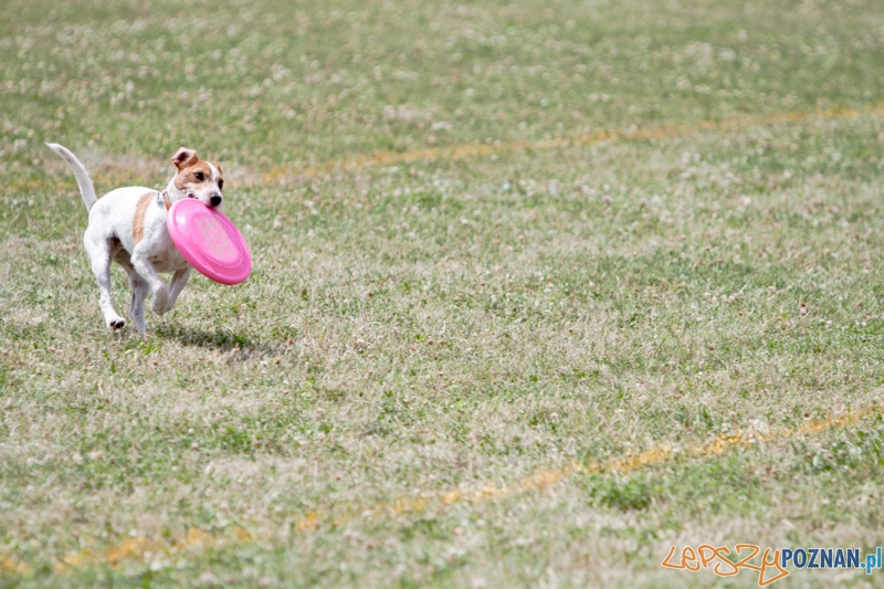 Dog Chow Disc Cup 2013 - Poznań 23.06.2013 r. Foto: LepszyPOZNAN.pl / Paweł Rychter Dog Chow Disc Cup 2013 - Poznań 23.06.2013 r. Foto: LepszyPOZNAN.pl / Paweł Rychter
