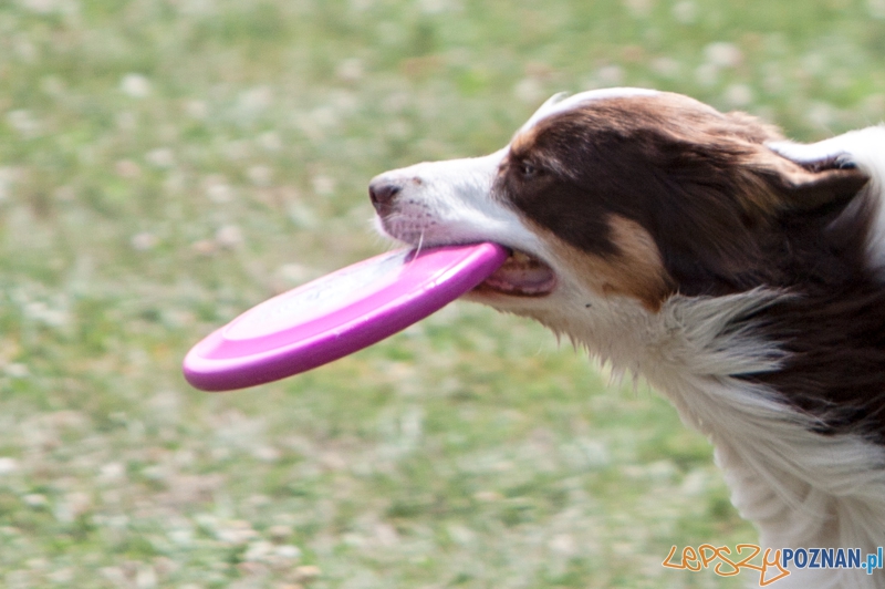 Dog Chow Disc Cup 2013 - Poznań 23.06.2013 r. Foto: LepszyPOZNAN.pl / Paweł Rychter Dog Chow Disc Cup 2013 - Poznań 23.06.2013 r. Foto: LepszyPOZNAN.pl / Paweł Rychter