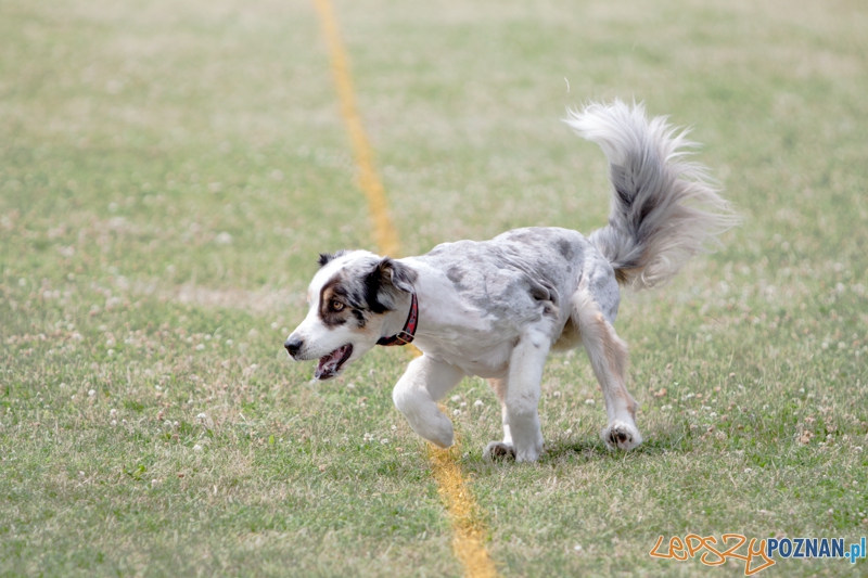 Dog Chow Disc Cup 2013 - Poznań 23.06.2013 r. Foto: LepszyPOZNAN.pl / Paweł Rychter Dog Chow Disc Cup 2013 - Poznań 23.06.2013 r. Foto: LepszyPOZNAN.pl / Paweł Rychter