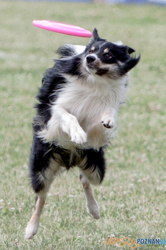 Dog Chow Disc Cup 2013 - Poznań 23.06.2013 r. Foto: LepszyPOZNAN.pl / Paweł Rychter Dog Chow Disc Cup 2013 - Poznań 23.06.2013 r. Foto: LepszyPOZNAN.pl / Paweł Rychter