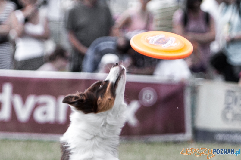 Dog Chow Disc Cup 2013 - Poznań 23.06.2013 r. Foto: LepszyPOZNAN.pl / Paweł Rychter Dog Chow Disc Cup 2013 - Poznań 23.06.2013 r. Foto: LepszyPOZNAN.pl / Paweł Rychter