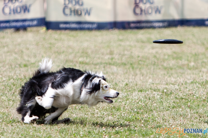 Dog Chow Disc Cup 2013 - Poznań 23.06.2013 r. Foto: LepszyPOZNAN.pl / Paweł Rychter Dog Chow Disc Cup 2013 - Poznań 23.06.2013 r. Foto: LepszyPOZNAN.pl / Paweł Rychter