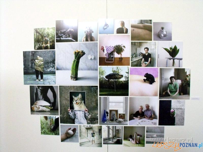 Dyplomy UAP 2013 Foto: lazarz.pl / Janusz Ludwiczak Dyplomy UAP 2013 Foto: lazarz.pl / Janusz Ludwiczak