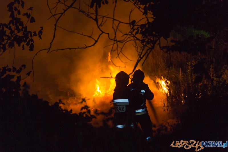 Noc Kupały - 21.06.2013 r. Foto: lepszyPOZNAN.pl / Piotr Rychter Noc Kupały - 21.06.2013 r. Foto: lepszyPOZNAN.pl / Piotr Rychter