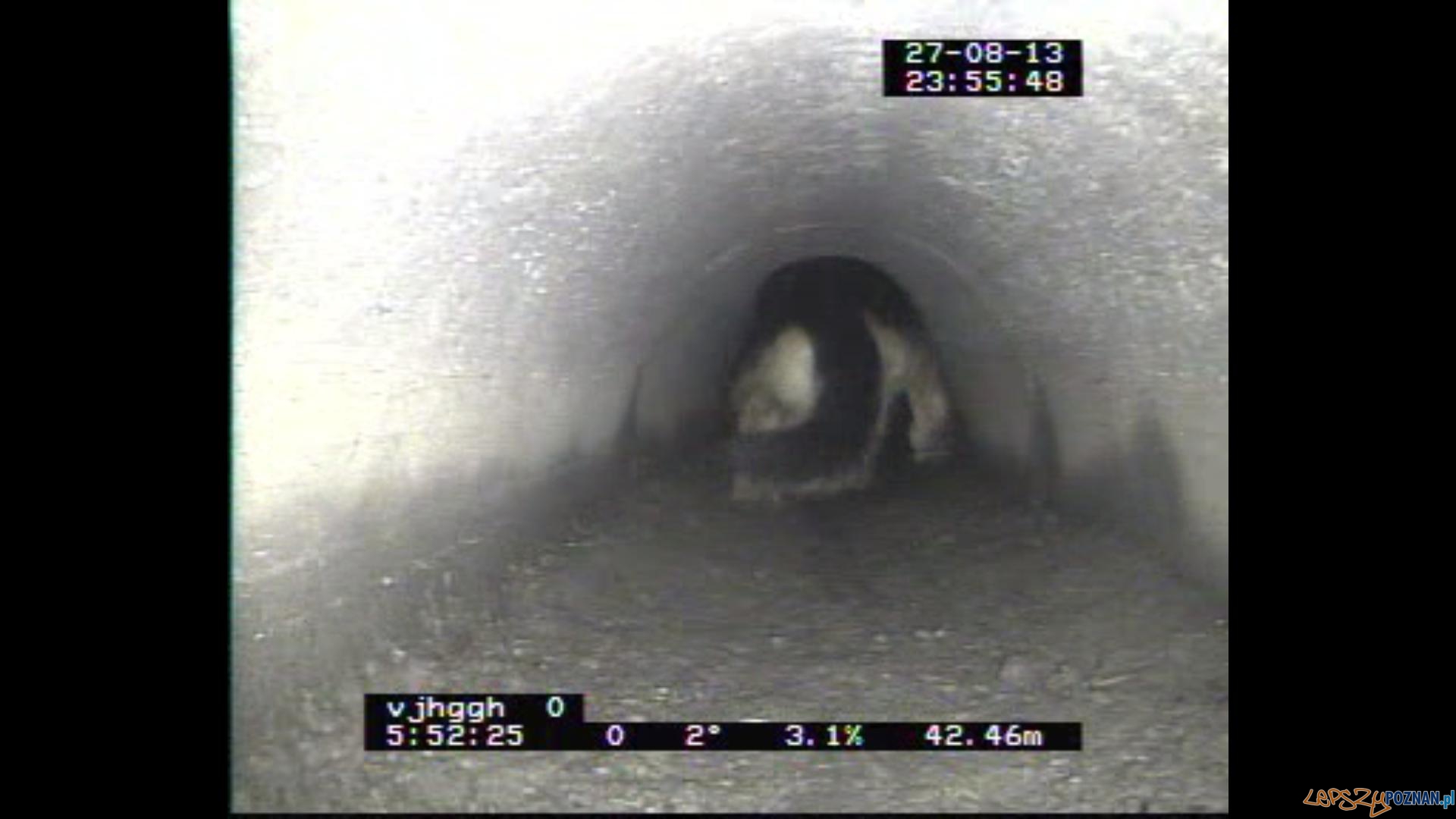 Psi pechowiec Foto: Aquanet Psi pechowiec Foto: Aquanet