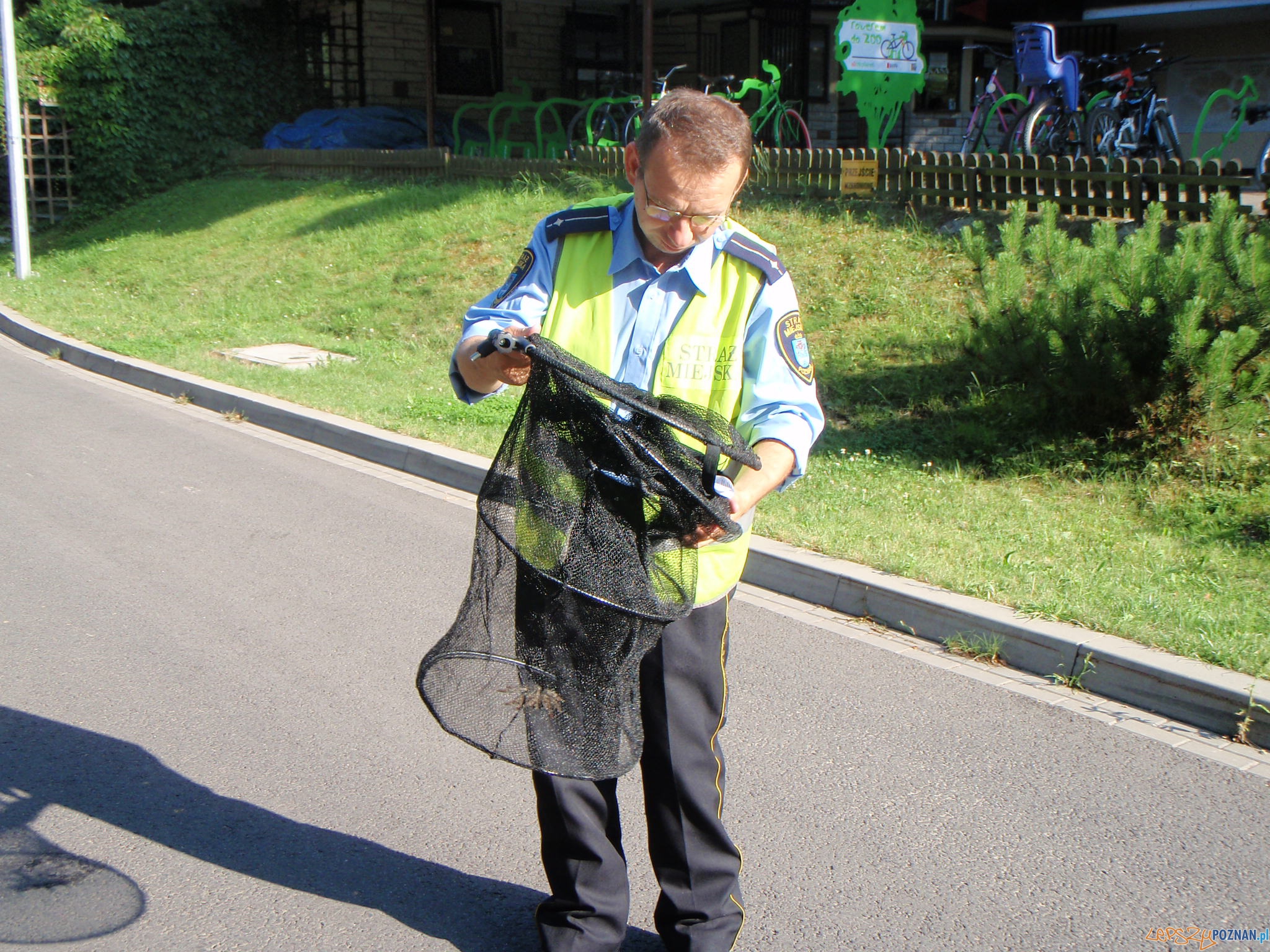 Strażnicy miejscy schwytali groźnego pająka  Foto: 