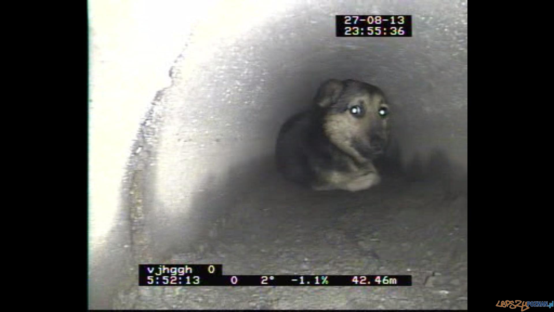 Uwieziony pies (2) Foto: Aquanet Uwieziony pies (2) Foto: Aquanet