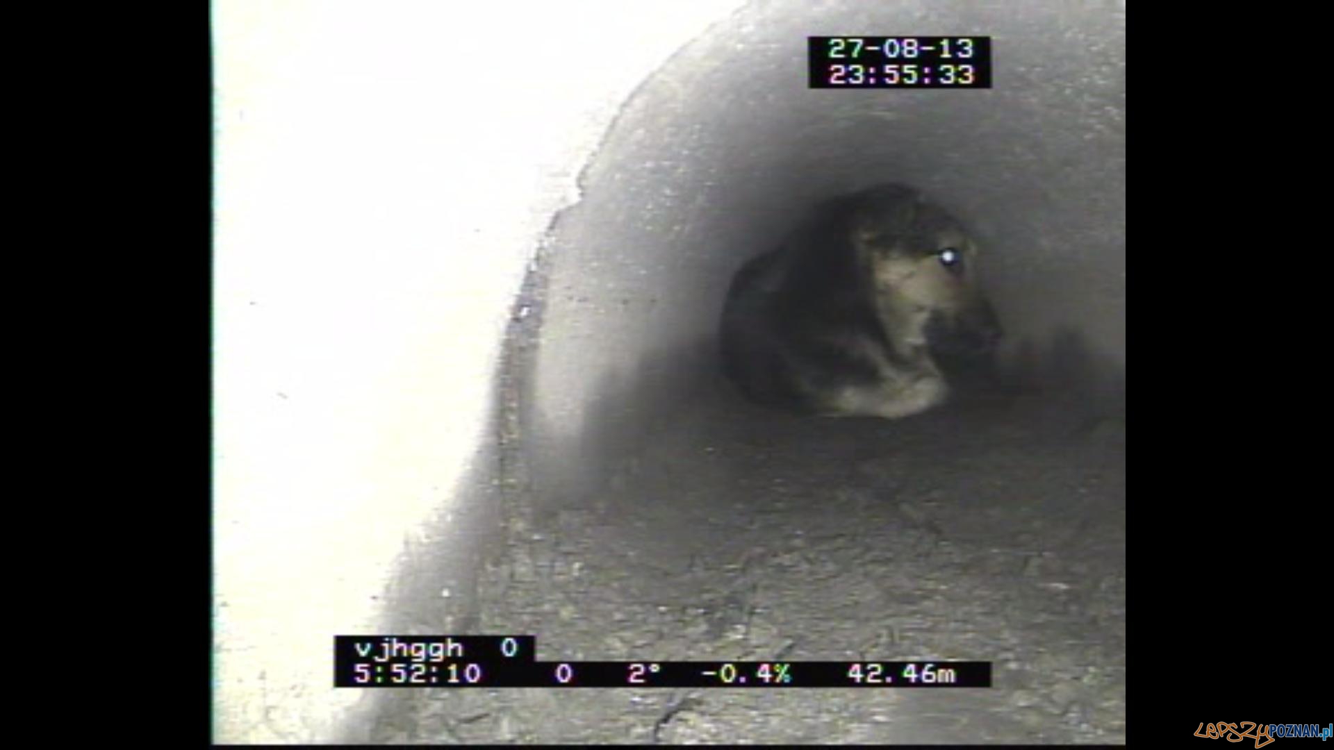 Uwieziony pies (3) Foto: Aquanet Uwieziony pies (3) Foto: Aquanet