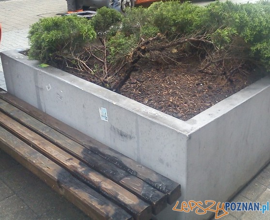 Zieleń na Półwiejskiej przed rewitalizacją Foto: ZDM Zieleń na Półwiejskiej przed rewitalizacją Foto: ZDM