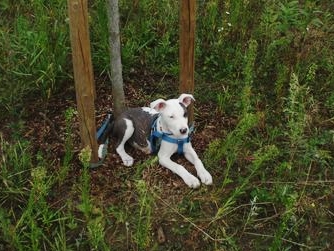 Uratowana suczka Foto: Straż Miejska w Poznaniu Uratowana suczka Foto: Straż Miejska w Poznaniu