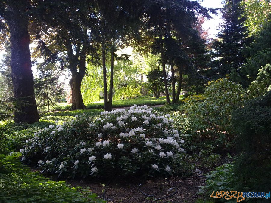 Botanik Foto: lepszyPOZNAN.pl / TD Botanik Foto: lepszyPOZNAN.pl / TD