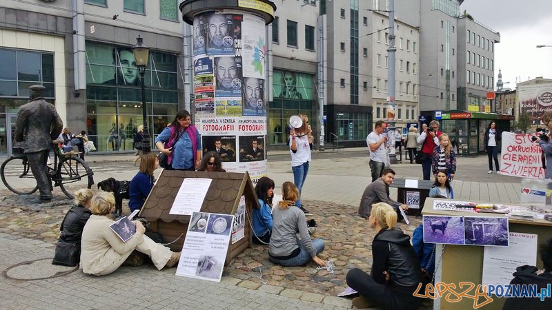 Przykuli się do budy - akcja przeciwko dręczeniu zwierząt Foto: TD Przykuli się do budy - akcja przeciwko dręczeniu zwierząt Foto: TD